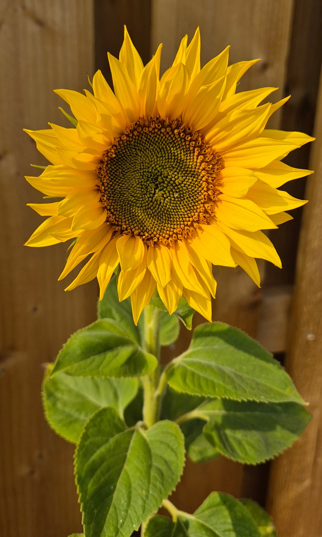 The Sunflower the-sunflower