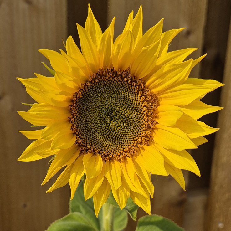The Sunflower